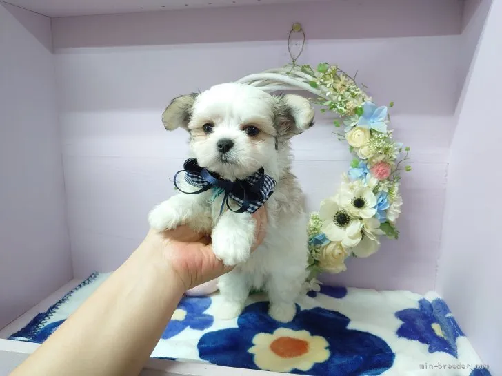 ID:2107-02120の子犬