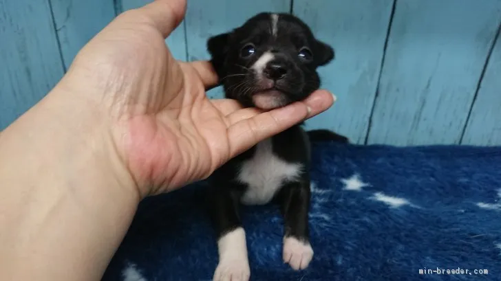 ID:1906-00171の子犬