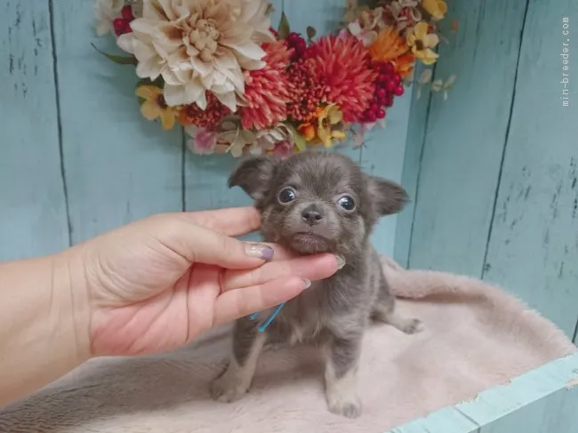 ID：1908-01213の子犬