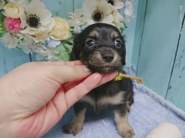 ID:1907-02453の子犬