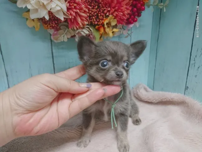 大和 様のお迎えした子犬
