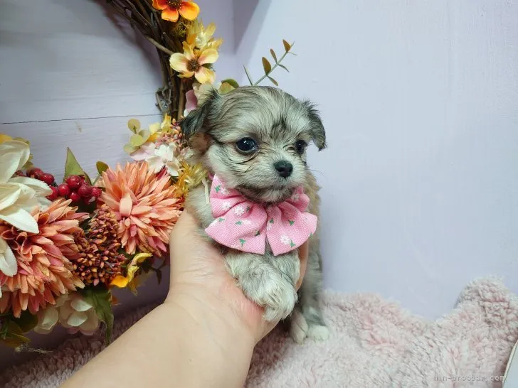 ID:2202-01228の子犬