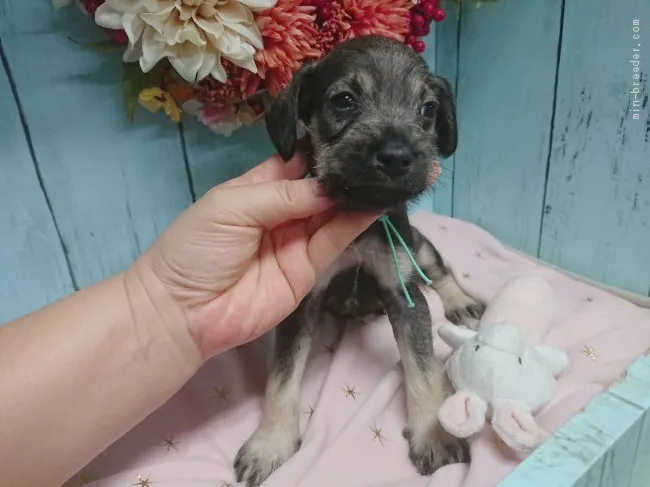 まめ 様のお迎えした子犬