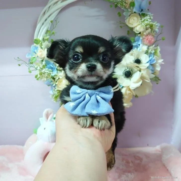 ID：2206-02093の子犬