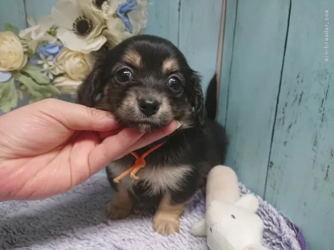 ID：2002-02175の子犬