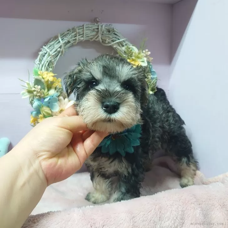 M.M 様のお迎えした子犬
