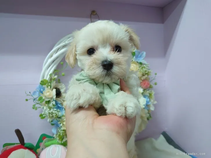 ID:2107-01009の子犬