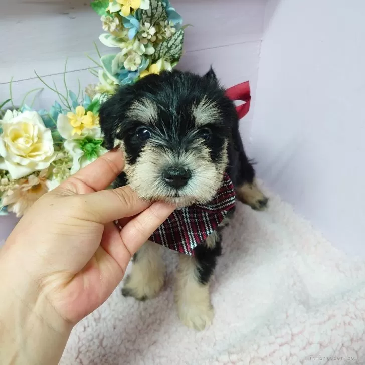 ID：2407-02087の子犬