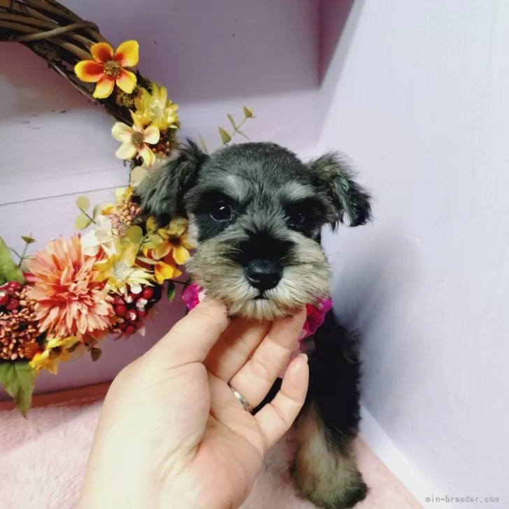 ID:2408-06711の子犬