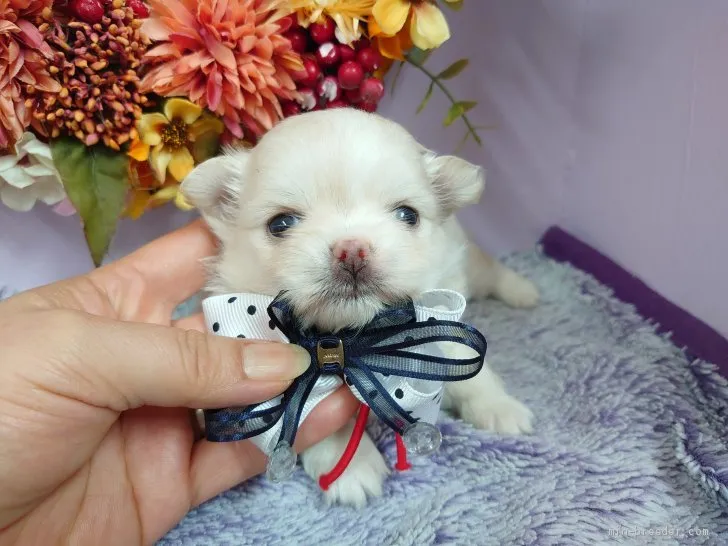 ID:2011-01072の子犬