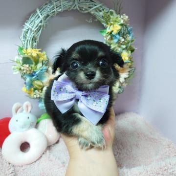 チワワ(ロング)【福島県・男の子・2022年7月2日・ブラックタン】の写真「パパはチャンピオン系統の血筋です☘️」