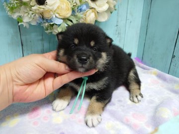 柴犬(標準サイズ)【福島県・男の子・2020年6月13日・黒】の写真「7月30日㈭までの募集です♥」