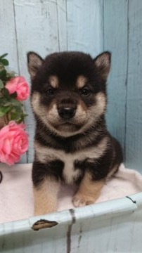 柴犬(標準サイズ)【福島県・男の子・2019年3月22日・黒】の写真「顔立ち・骨格・毛色の配色が良い男の子です☆」