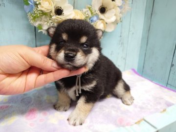 柴犬(標準サイズ)【福島県・男の子・2020年6月13日・黒】の写真「7月30日㈭までの募集です♥」