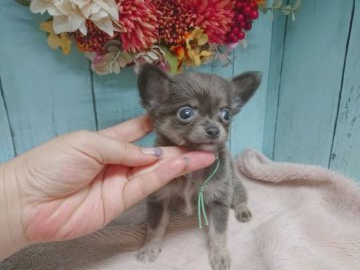 チワワ(ロング)【福島県・男の子・2019年7月27日・ブルー&ホワイトタン】の写真「キレイな毛色です♥️」