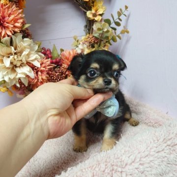 チワワ(ロング)【福島県・男の子・2023年9月2日・ブラックタン】の写真「👑美男子④兄弟👑」