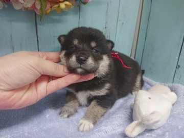 柴犬(標準サイズ)【福島県・女の子・2019年11月6日・黒】の写真「大人気の黒柴ちゃん女の子♥️」