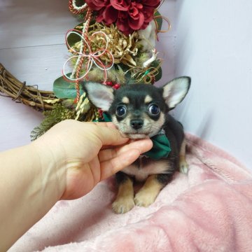 チワワ(スムース)【福島県・男の子・2023年11月10日・ブラックタン】の写真「ご見学＆ご予約は1月6日まで👑」