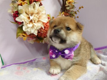 柴犬(標準サイズ)【福島県・男の子・2020年11月5日・赤】の写真「健康的な骨格です☘️」