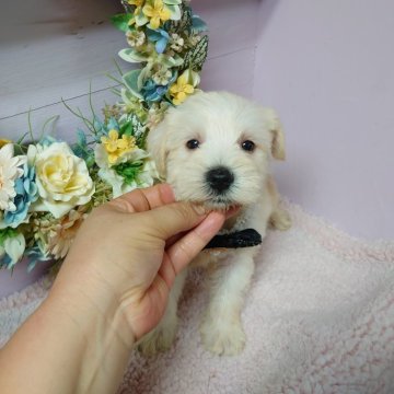 ミニチュアシュナウザー【福島県・男の子・2024年6月1日・ホワイト】の写真「🌹体臭抜毛が少ないわんちゃん🌹」