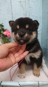 柴犬(標準サイズ)【福島県・女の子・2019年3月22日・黒】の写真「☆目鼻立ち整った女の子☆」