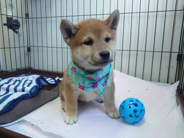 柴犬(標準サイズ)【福島県・男の子・2020年11月5日・赤】の写真「健康診断に行ってきました☘️」