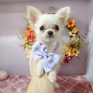 チワワ(ロング)【福島県・男の子・2022年7月15日・クリーム】の写真「パパはチャンピオン系統👑」