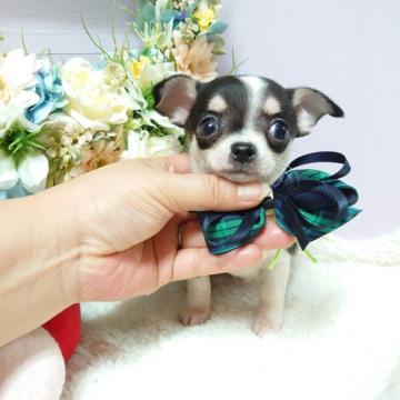 チワワ(スムース)【福島県・男の子・2022年7月15日・ブラック&ホワイトタン】の写真「とても愛嬌のあるチワワ兄妹☘️」