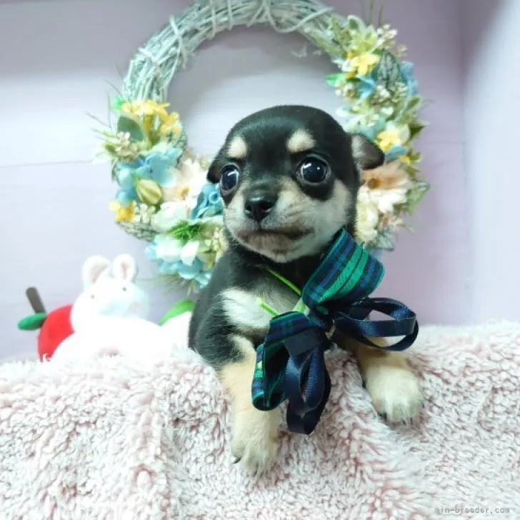 ID：2207-05544の子犬