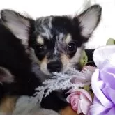 チワワ(ロング)【滋賀県・男の子・2025年7月20日・ブルーマール】の写真3