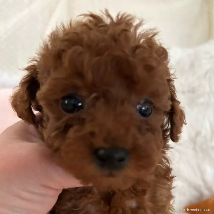 ID:2412-07212の子犬