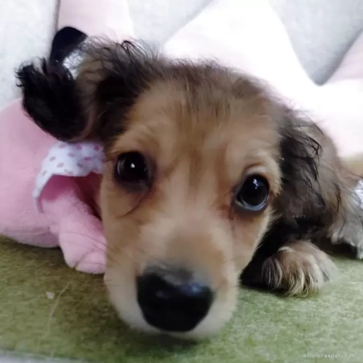 ID：2504-08008の子犬