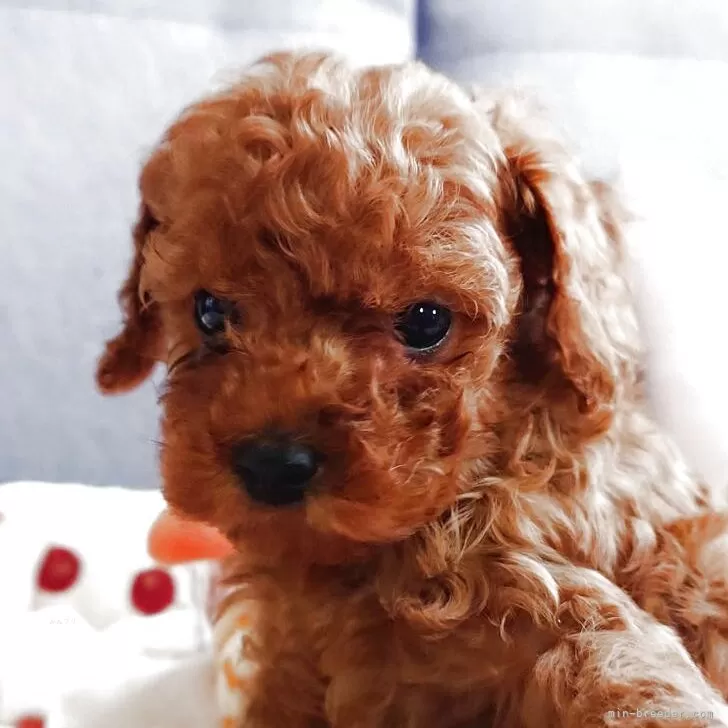 タイニープードル【滋賀県・男の子・2025年10月31日・レッドフォーン】の写真1