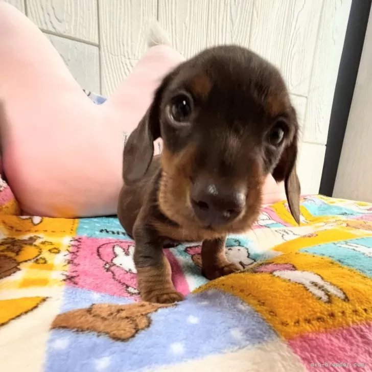 ID：2412-05666の子犬