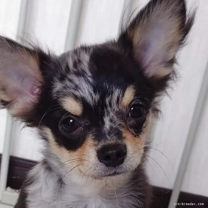 チワワ(ロング)【滋賀県・男の子・2025年7月20日・ブルーマール】の写真1