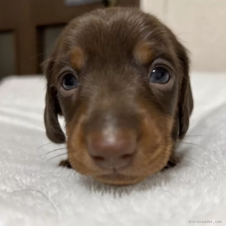 ID：2412-05661の子犬