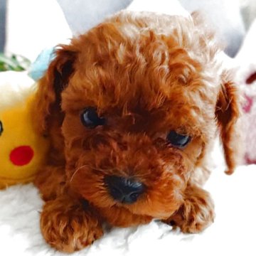 ティーカッププードル【滋賀県・女の子・2025年10月31日・レッドフォーン】の写真「甘えん坊な可愛い女の子♡」