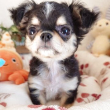 チワワ(ロング)【滋賀県・男の子・2025年8月31日・トライ】の写真「可愛いお顔で　性格も良い子♡」