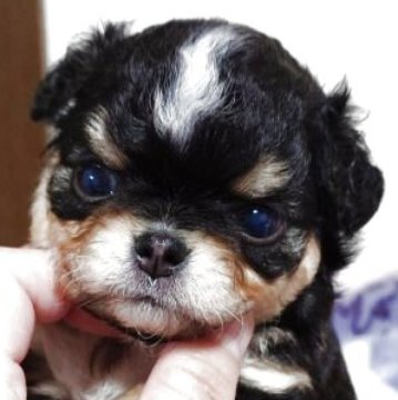 チワワ(ロング)【滋賀県・男の子・2025年8月31日・トライ】の写真「くるくるっ毛が　可愛い♡お顔も凄く可愛い子です」