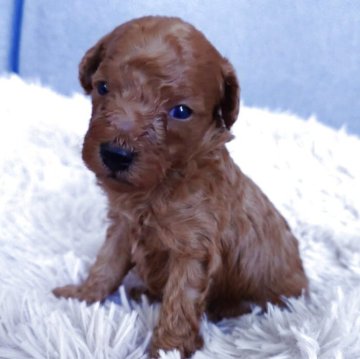 トイプードル(タイニー)【滋賀県・男の子・2025年10月4日・レッド フォーン】の写真「彦根市PayPay15%　実施店舗です😊」