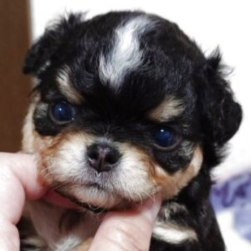 チワワ(ロング)【滋賀県・男の子・2025年8月31日・トライ】の写真「くるくるっ毛が　可愛い♡お顔も凄く可愛い子です」