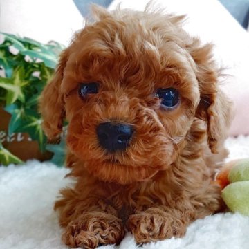 タイニープードル【滋賀県・女の子・2025年10月31日・レッドフォーン】の写真「甘えん坊で可愛い女の子♡」
