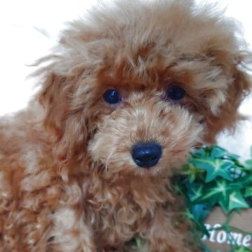 トイプードル(トイ)【滋賀県・男の子・2025年6月21日・レッド フォーン】の写真「彦根市PayPay15%　実施店舗です😊」