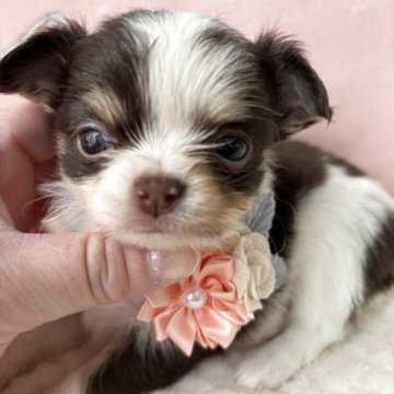 チワワ(ロング)【滋賀県・男の子・2025年2月24日・チョコクリーム&ホワイト】の写真「可愛いお顔してます😍」