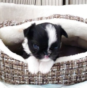 チワワ(ロング)【滋賀県・男の子・2025年10月31日・ブラックタン】の写真「この子のハンデをご理解頂ける方にお願いします☺️」