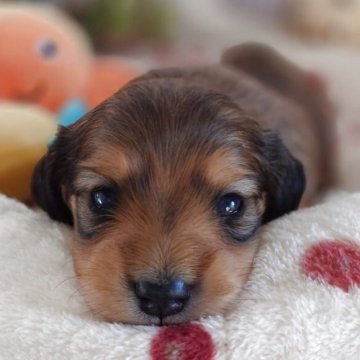 ミニチュアダックスフンド(ロング)【滋賀県・男の子・2025年10月31日・シェーデッドレッド】の写真「甘いお顔の可愛い子♡」