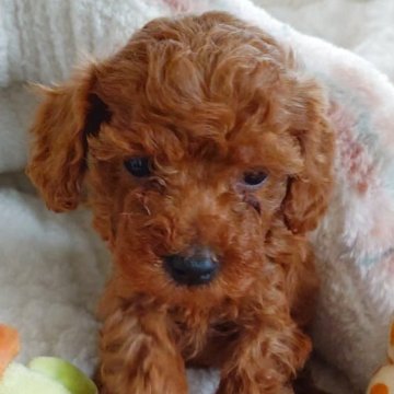 トイプードル(タイニー)【滋賀県・男の子・2025年10月4日・レッド フォーン】の写真「この子は11月30日で募集　終了します。」