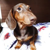 ミニチュアダックスフンド(スムース)