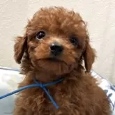 トイプードル(トイ)