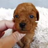 タイニープードル